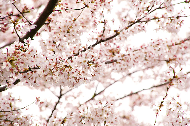 桜の写真素材 フリー