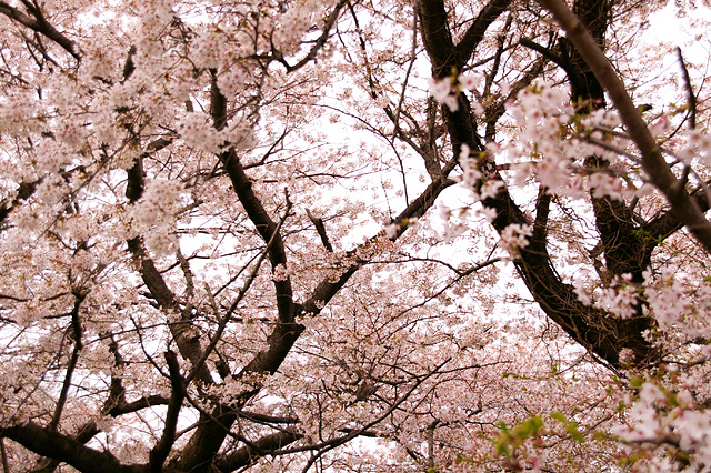 満開の桜の木の写真素材 フリー
