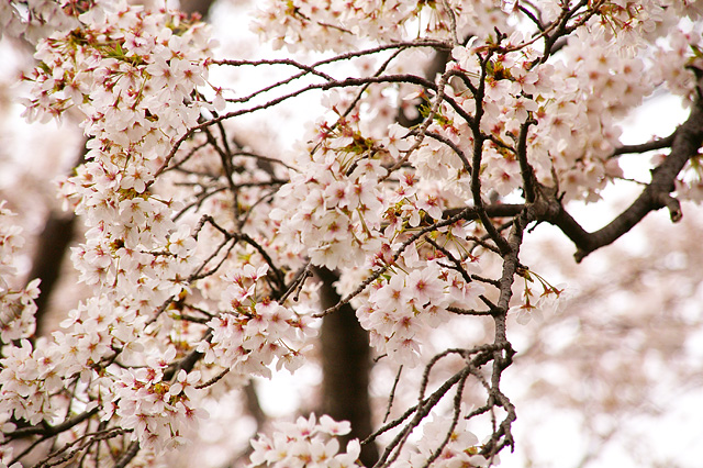 桜（さくら）の写真素材 フリー