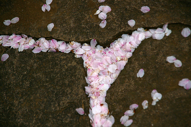 敷石の溝の桜の写真素材 フリー