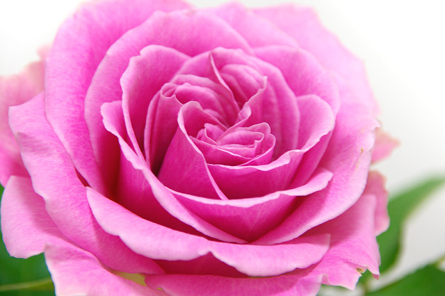 ピンクのバラの写真素材 フリー