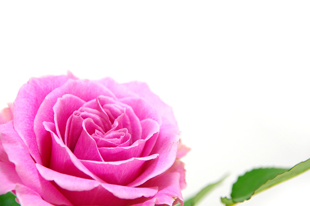 ピンク色の薔薇の写真素材 フリー
