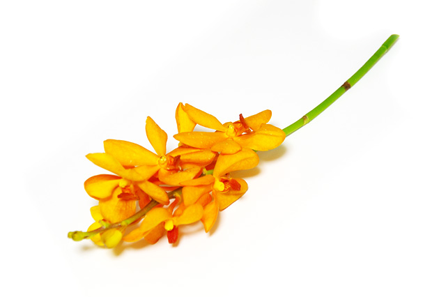 モカラの花の写真素材 フリー