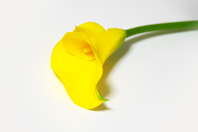 カラー（花）の写真素材 フリー