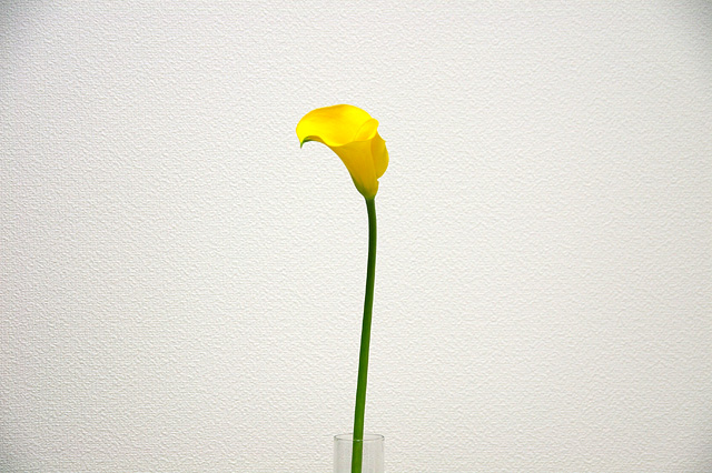 黄色の花の写真素材 フリー