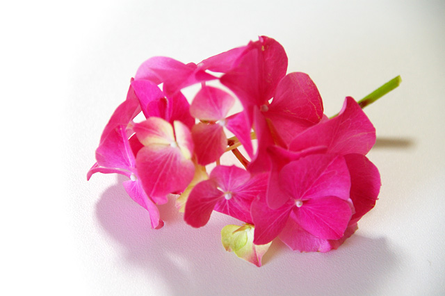 ピンクの紫陽花の写真素材 フリー