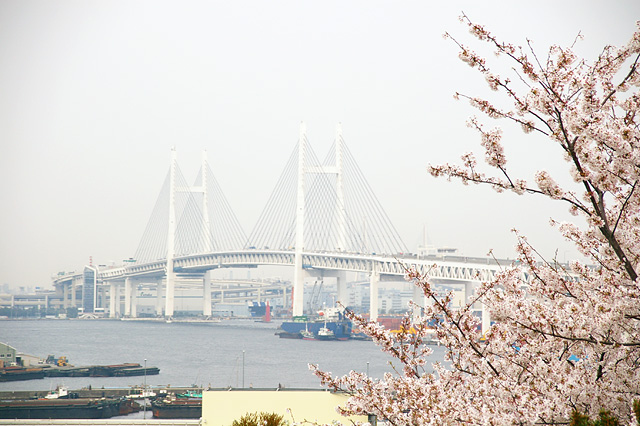 桜とベイブリッジの写真素材 フリー
