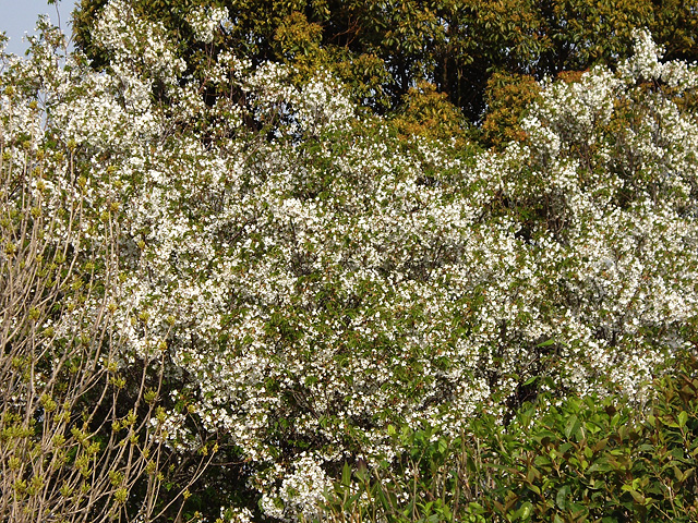 白い花の写真素材 フリー