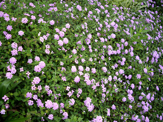 群生する花の写真素材 フリー