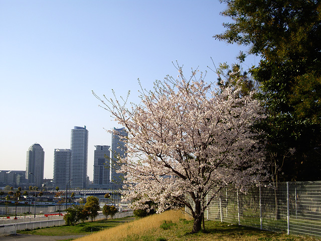 桜と高層マンションの写真素材 フリー