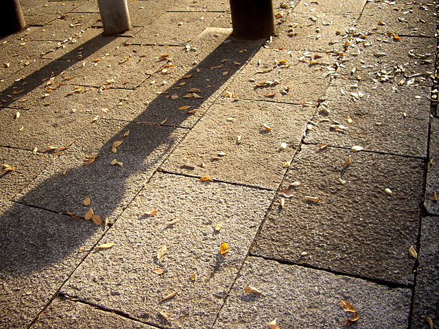 西日と影と秋の写真素材 フリー
