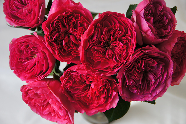バロネッセ薔薇の写真素材 フリー