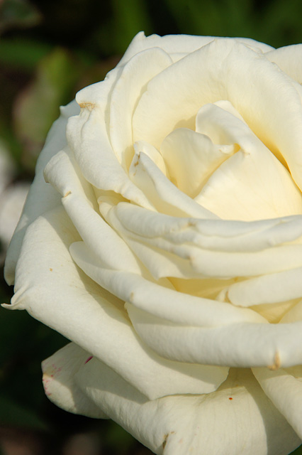 白いバラの花の写真素材 フリー