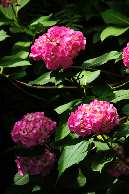 ピンク色の紫陽花の写真素材 フリー