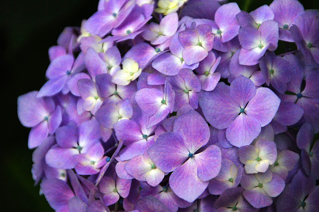 紫色の紫陽花の写真素材 フリー