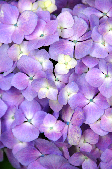 紫のアジサイの写真素材 フリー