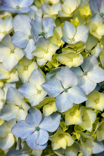薄い青の紫陽花の写真素材 フリー