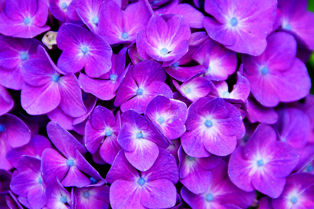 鮮やかな紫の写真素材 フリー