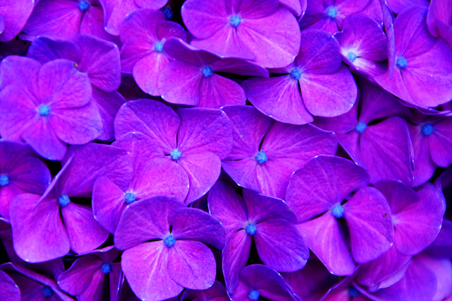 紫色の紫陽花の写真素材 フリー