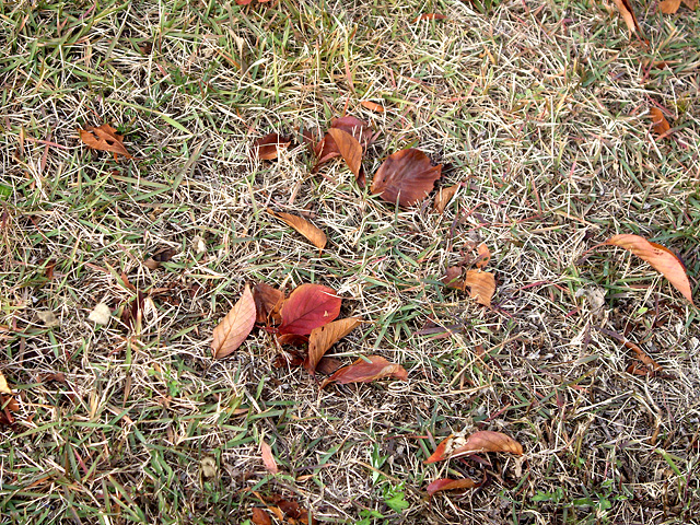 芝生の上の枯れ葉の写真素材 フリー