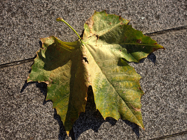 大きな枯れ葉の写真素材 フリー