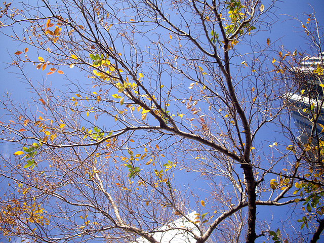 秋らしい木