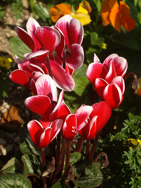 赤と白のシクラメンの花の写真素材 フリー