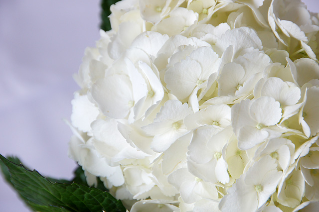 純白の紫陽花の写真素材 フリー