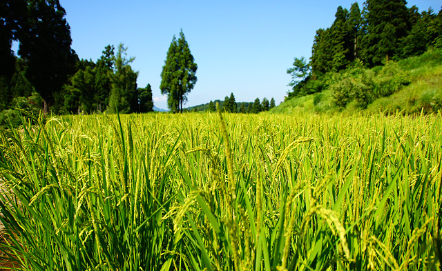 成長する米の写真素材 フリー