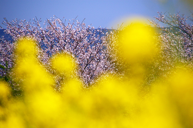 菜の花の向こうの桜の写真素材 フリー