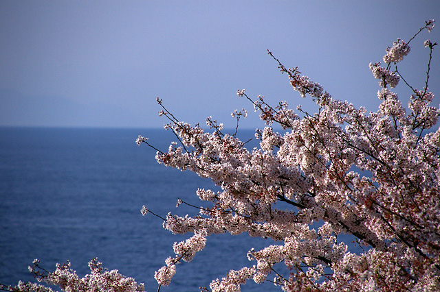 桜と水平線