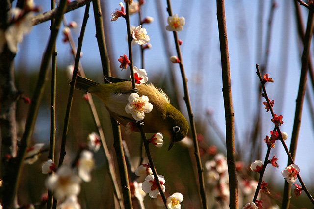 梅の花を啄ばむ目白の写真素材 フリー