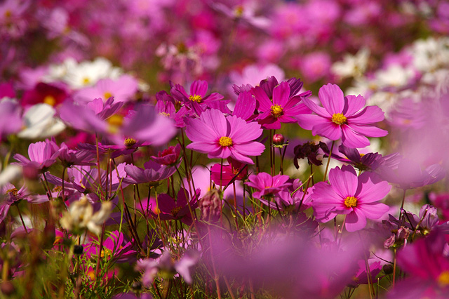 コスモスの花