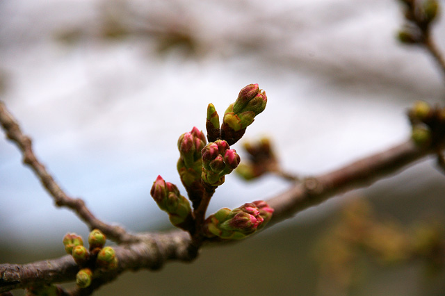 桜のつぼみの写真素材 フリー