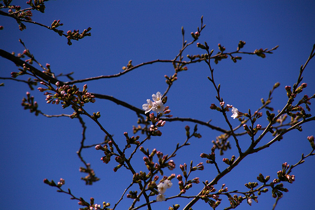 待ち遠しい春の写真素材 フリー