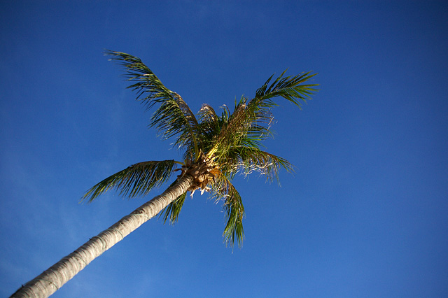 椰子の木と青い空の写真素材 フリー