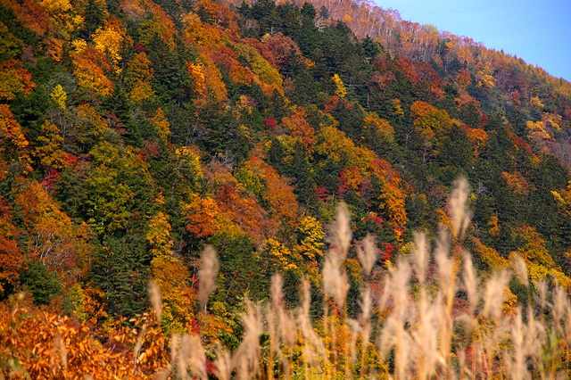 紅葉した山の写真素材 フリー