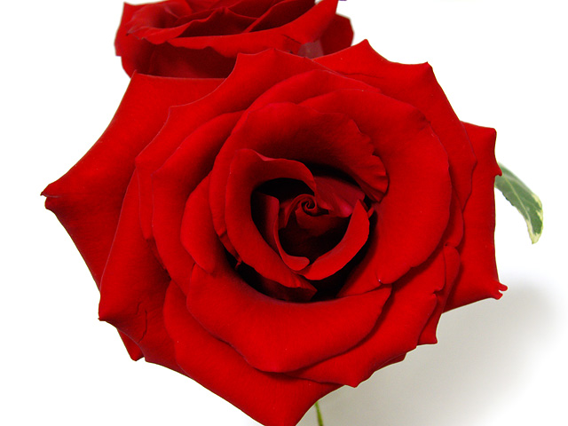 赤いバラの無料写真素材