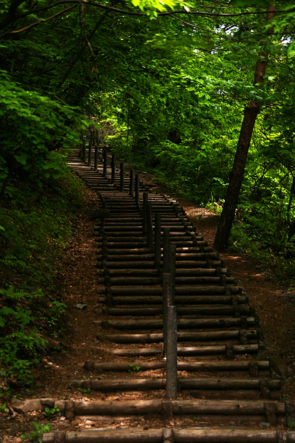 森の中の階段の写真素材 フリー