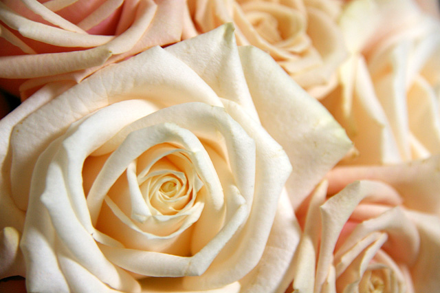 クリーム色の薔薇の写真素材 フリー
