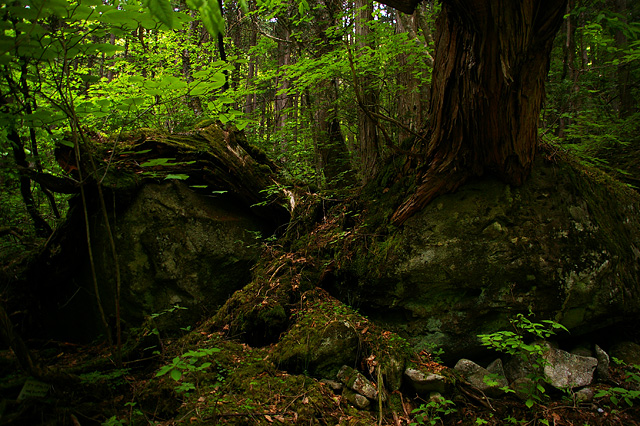 岩と木の写真素材 フリー