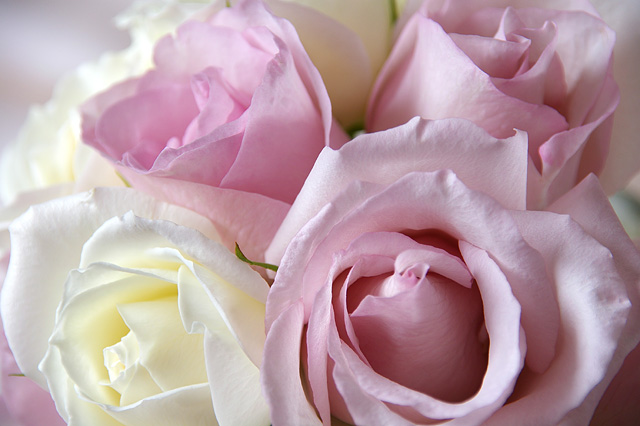淡い色のバラの写真素材 フリー