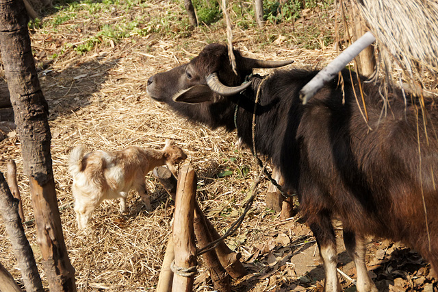 ネパールの水牛