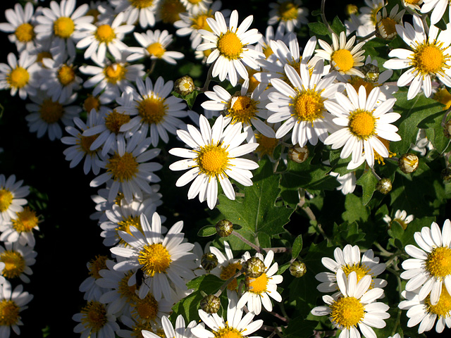 白い小さな花