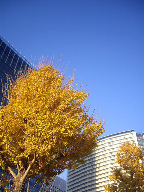 街路樹の銀杏とビルの無料写真素材