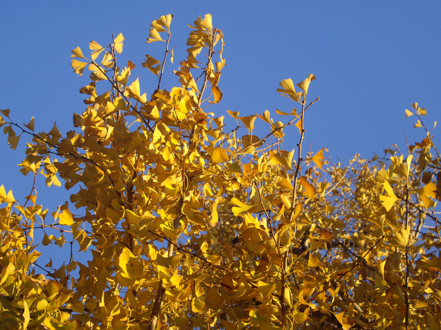 黄色いイチョウの葉っぱの写真素材 フリー