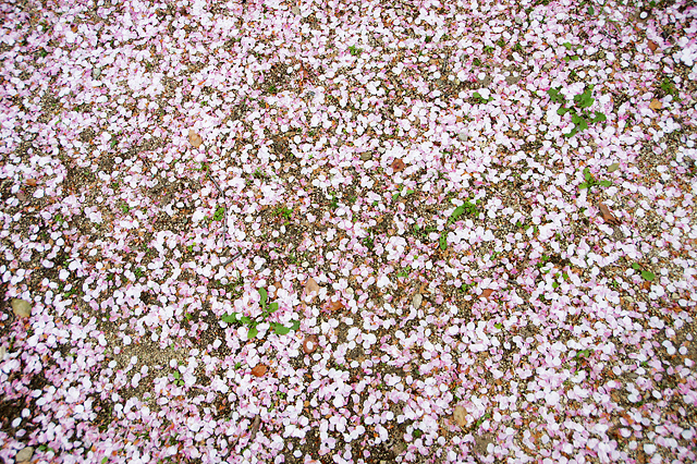 桜の花びらのカーペット