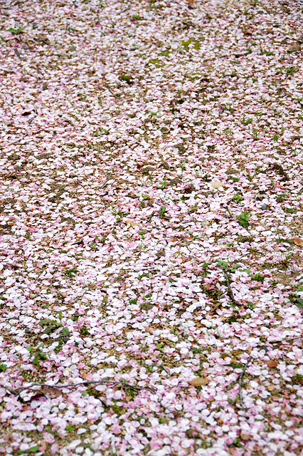桜の花びらのカーペットの無料写真素材