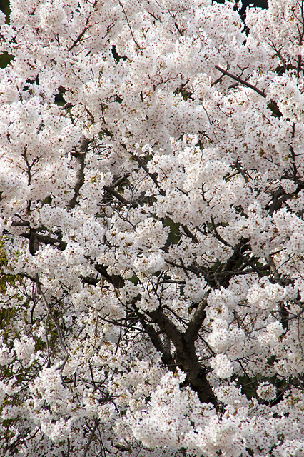 満開の桜の木の写真素材 フリー