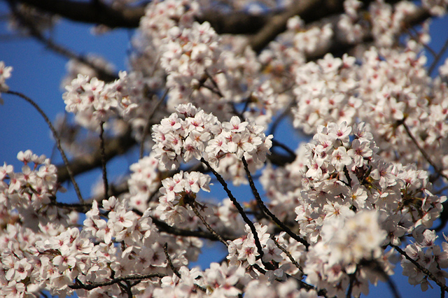 満開の桜の無料写真素材